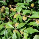 고령농장 이미지