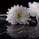 평안드림상조 이미지