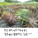 황산와송