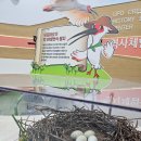 우포늪생태공원 | 우포늪 생태공원_따오기를 만나다