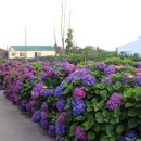 안성리-6 이미지