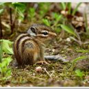 아기다람쥐 이미지