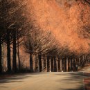 메타세콰이어길 이미지