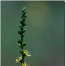 무등산버섯 이미지