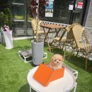 밀크독 켄넬 앤 카페 강아지분양 하남미사점 | 미사강아지분양 밀크독켄넬 말티푸 릴리 투명한과정