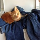 개미세탁 이미지