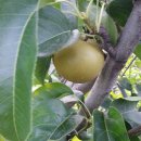 배들농장 이미지