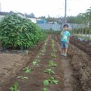 상일농장 이미지