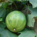 하늘타리 이미지