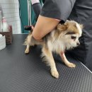 버블독스 부산대점 이미지