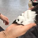 아트레헤어