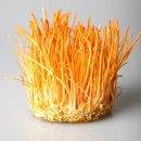 알파크린 이미지