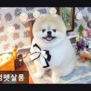 멍멍살롱 | {부천, 강아지, 고양이, 애견미용, 추천!) 멍멍펫살롱 부천 멍멍펫살롱, 친절한 미용 서비스