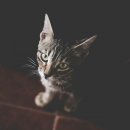 페테리안 이미지