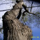 고목나무 이미지