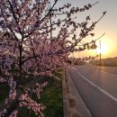 도화 농장 이미지