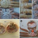 영덕 대게 WSSV근연종 Whispovirus lacteolymphae감염 유백색 혈림프병(milky hemolymph disease 이미지