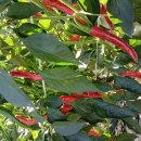 청춘고추 이미지