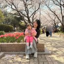 주정차29 | 김해 벚꽃 명소 연지공원 실시간 개화 상황 29개월 아기랑 다녀온 후기 주차정보