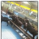 오산흑염소농장 이미지