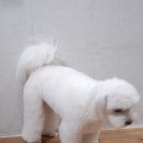 블링펫샾 이미지