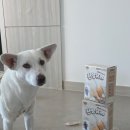 강아지덴탈껌 추천 슈퍼포우산양유츄 후기