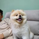 프로펫샵 이미지