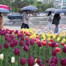 내일날씨, 전국에 강풍 동반한 비… 수도권 최대 50㎜ 이미지