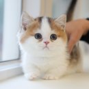 광주강아지분양 고양이분양 미유펫 본점 | 여수고양이무료분양 미유펫 알아본다면