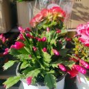 늘밤농원 | [강동구 꽃집] "나만 알고 싶은 단골 꽃집" 가성비와 감성을 다 잡은 ‘메아리 꽃농원’