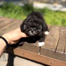 우리펫 강아지분양 성동구점 | 요미펫 안산점, 수원강아지분양 후기: 다양한 품종과 특별한 혜택까지