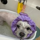 뽀몽뽀몽 이미지