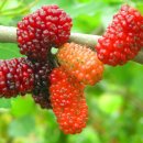 ﻿오디( mulberry)의 효능 이미지