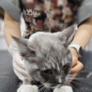 야옹아 놀자 | 연수동 고양이 미용 &#39;야옹아 놀자&#39; 방문 후기!
