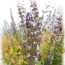 봉명목장 이미지