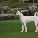 엘동물의료센터 이미지