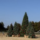 캘리그라피(강좌번호:12) | 12월 제주 여행 보롬왓 크리스마스 내돈내산 방문기 대형트리 포토존 팁!