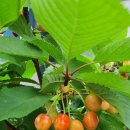 체리펜션 이미지