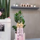 엘샤코로