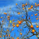 대봉농장 이미지