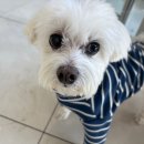 신세계동물병원 | [의정부역 동물병원 추천] 솜이의 11년 단골 의정부 바라다 동물병원🏥