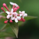 하늘빛으로 물든새 이미지