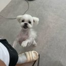 무거동 봄이네 이미지