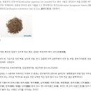 강림산초두부 이미지