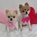 아모르 댕 이미지