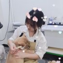 퍼피앤유 이미지