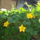 호박넝쿨 이미지