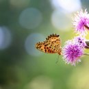 사랑으로 이미지