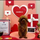 애견호텔 개인 이미지