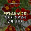 원삼농장 | 메리골드 꽃 수확 꽃차와 천연염색 염재 만들기